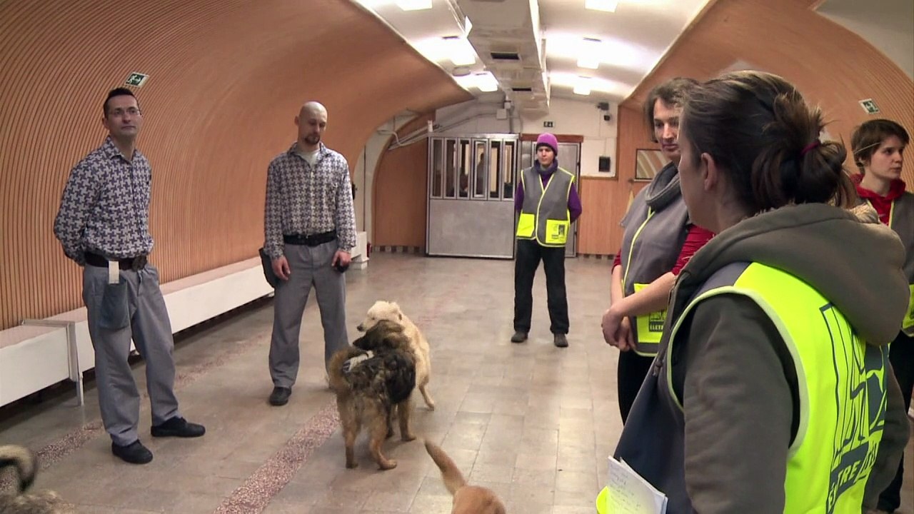 Ungarn: Hunde machen Knackis zahm