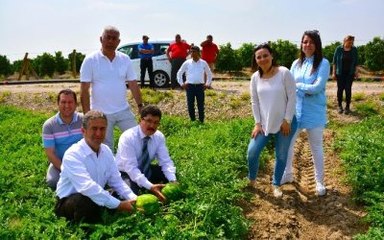 Karpuzda Erken Hasadı "Ham Karpuz Timi" Önleyecek