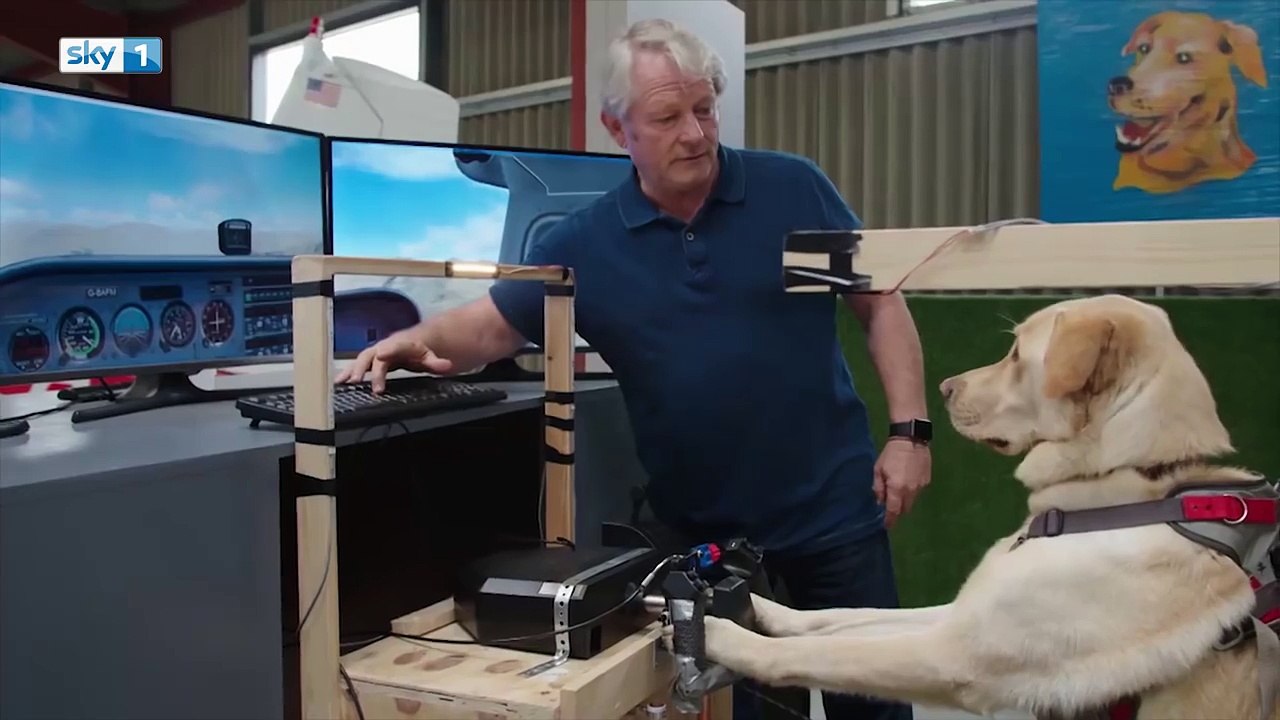 Les chiens savent désormais voler