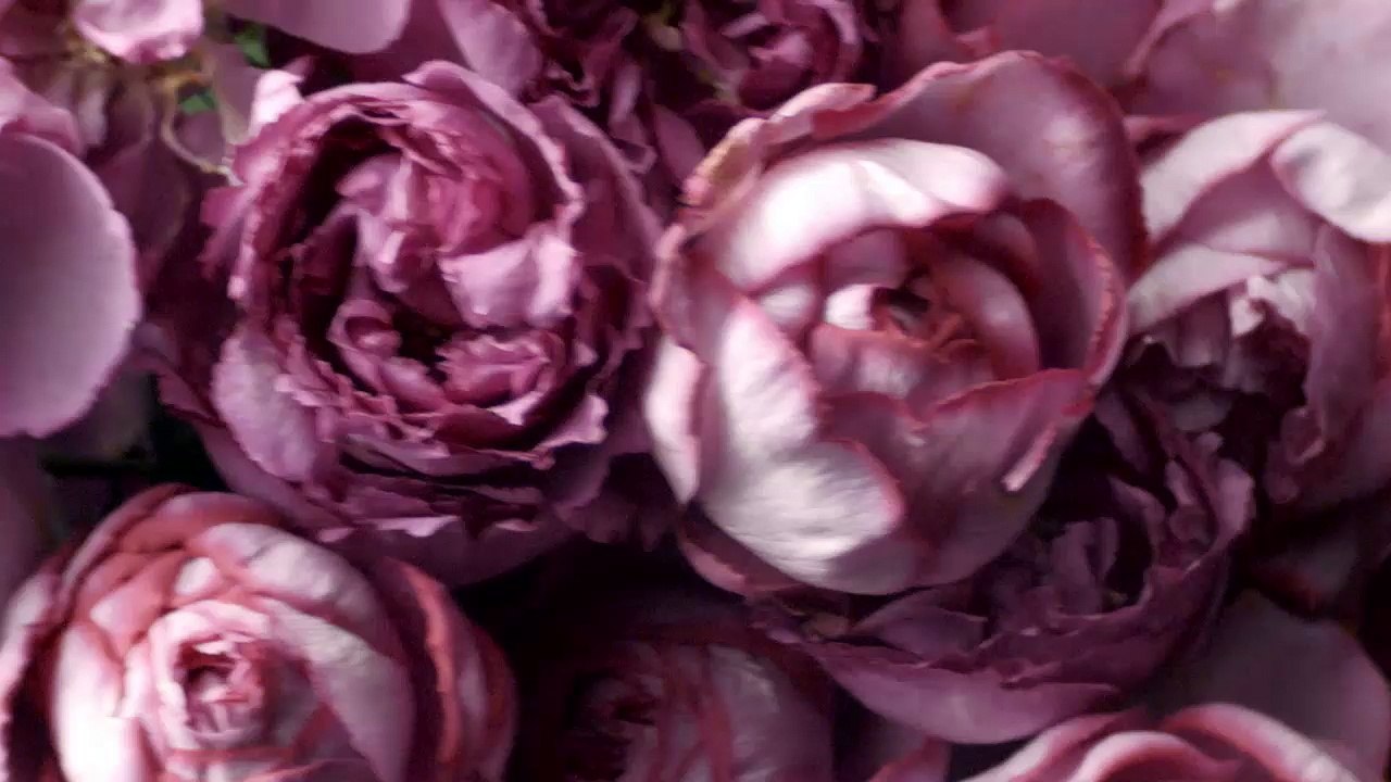 Gucci Flora Fragrance Anniversary Edition