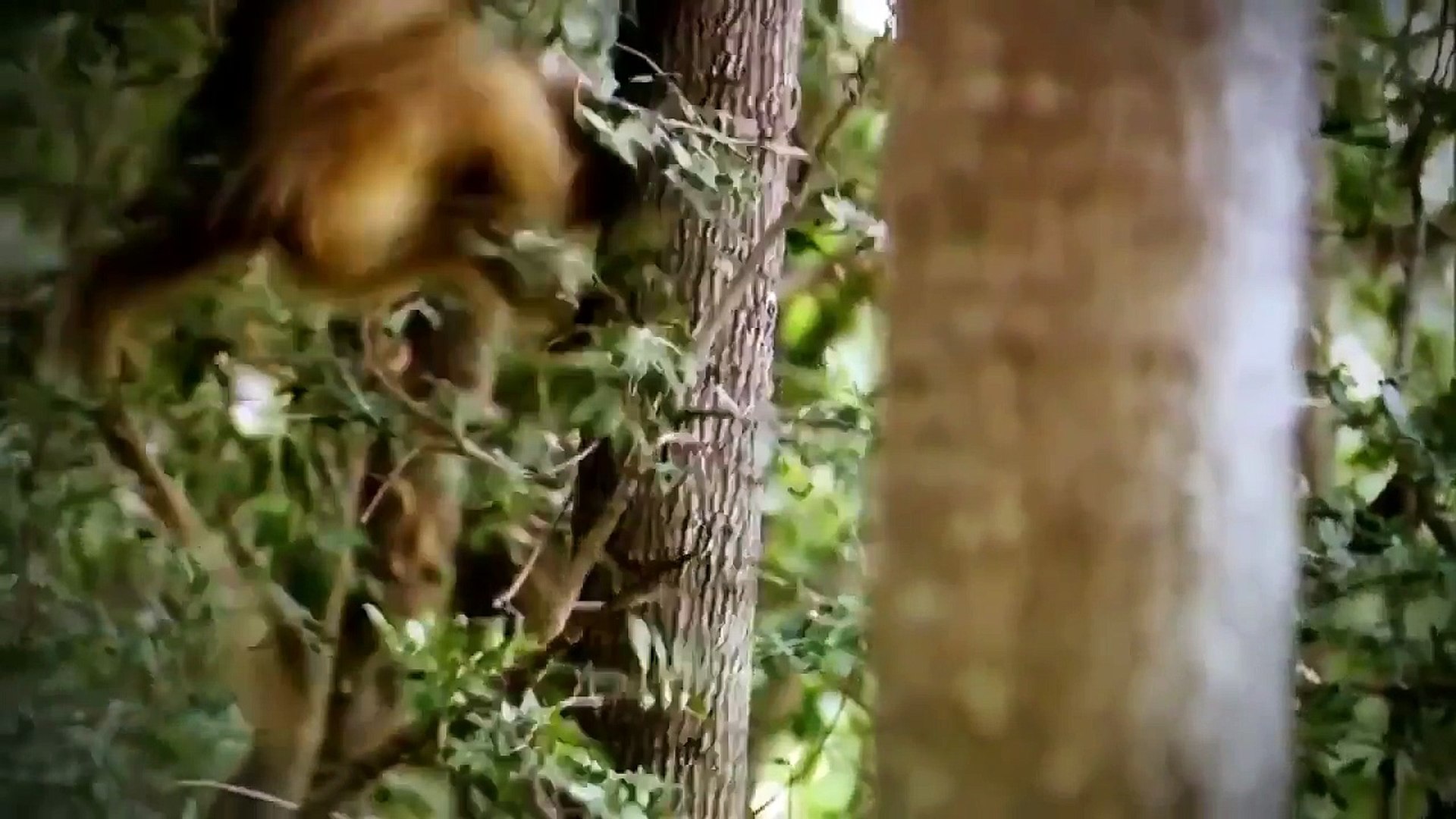 ⁣Discovery channel animals documentaries - Wild japan snow monkeys - Nature documentary Animal planet