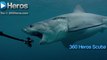 Shark Tank Hungry Shark World Great White Sharks 360 Degree Video 4K Close encounter Amazing Virtual Dive 2016