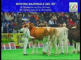 6ª Giovenche da 22 a 26 mesi / 6th Heifers from 22 to 26 months