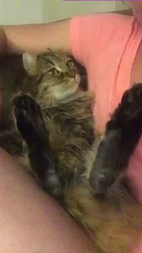 Un chat en manque de calins demande à son maitre