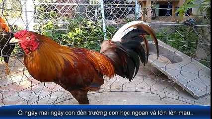 Mẹ ơi tại sao