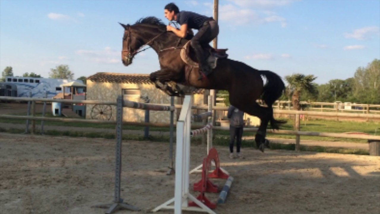 Hongre ALBERT DU BERLAIS X FAST 10ans