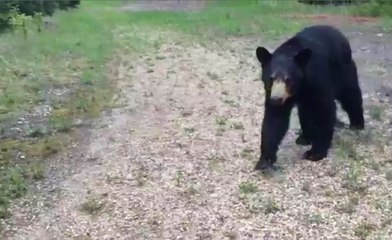 Working Out When All of a Sudden a Bear Pays a Visit