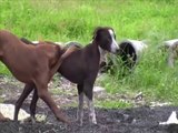 Unknown Sex Behavior in Playing mood by Female dog with male
