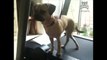 Puggle works out without breaking a sweat
