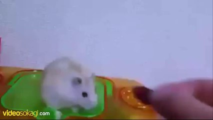 Ölüm tribine giren hamster