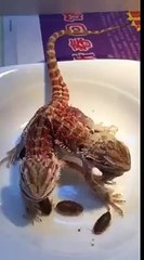 L'étrange dragon à deux têtes découvert dans une province chinoise