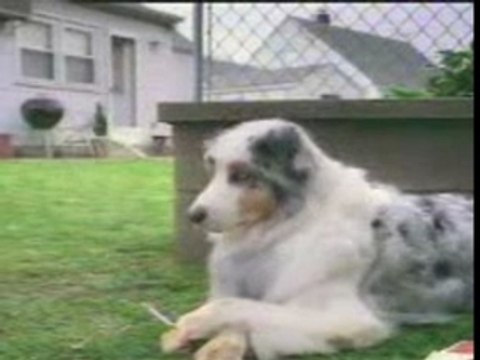 JACKAS funny clips - dog.3gp