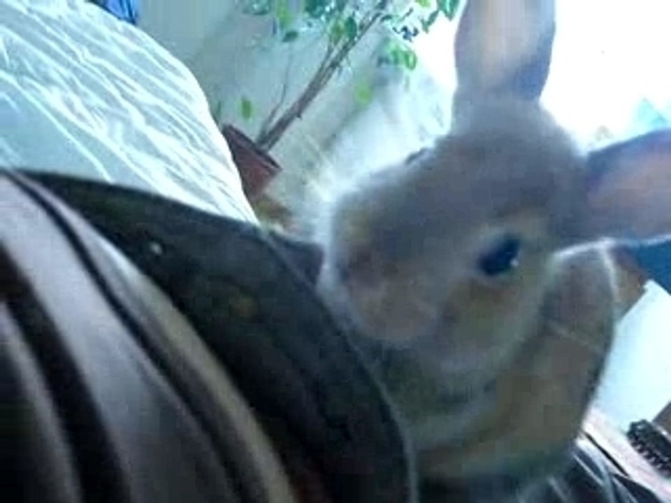 Panpan monte fauteuil