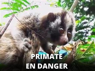 Instant meûgnon : rencontre avec un bébé Loris