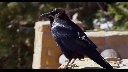 Birds 11 - 4K res