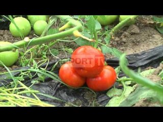 Report TV - Roskovec, shirat dëmtojnë serat e mbjella me perime