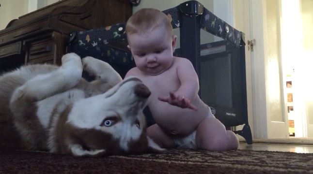 Un chien se soumet pour jouer avec un bébé !