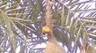 Mating display Dance, Calls, Coloney & Nest of Baya Weaver Bird