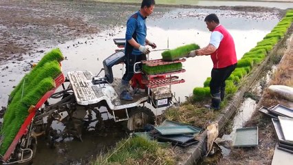 South Korean rice planting