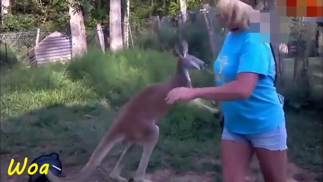 Kangaroo vs Human Attack Video