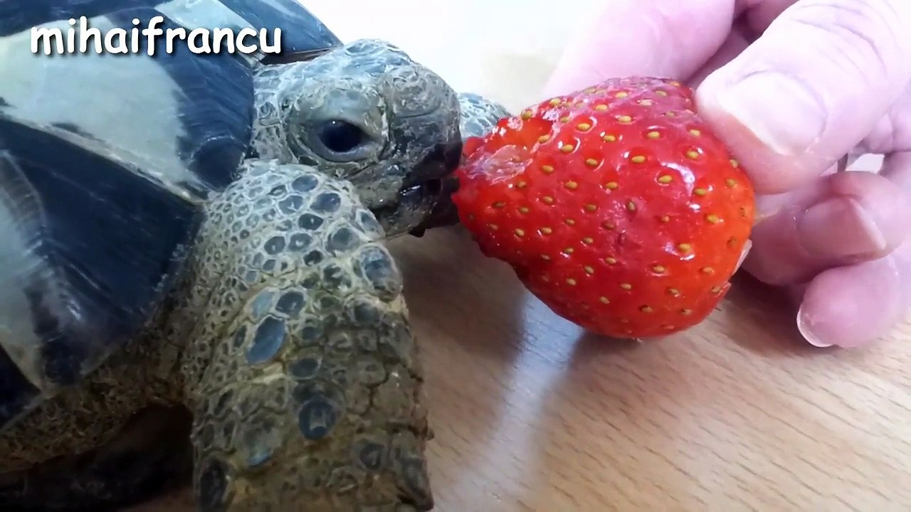 Turtle / Tortoise - A Funny Turtle And Cute Turtle Videos Compilation || NEW HD