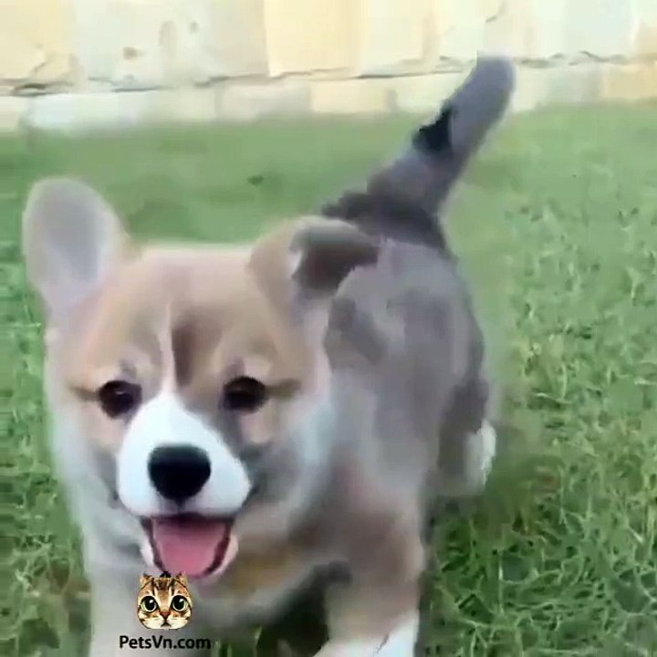 Short legs.