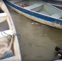 Le repas musclé des piranhas