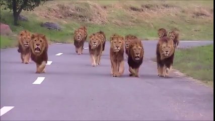 What are you going to do when you saw lions on the road?