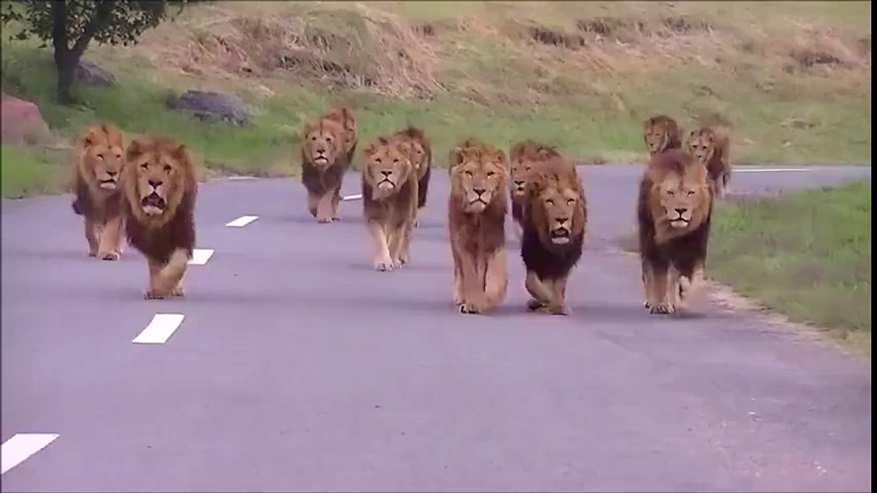 What are you going to do when you saw lions on the road?