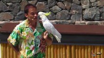 Aves del Paraíso PortAventura 20 Aniversario 2015