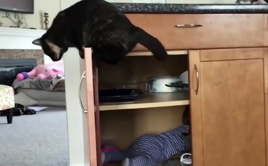 Best Funny Cat Videos-Best Funny videos
