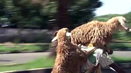 Funniest bike transport I ever saw - Ethiopian Shepherd - Bahir Dar, Lake Tana