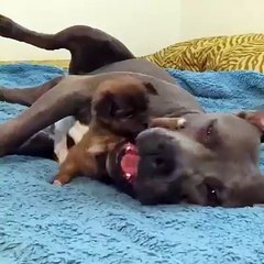 Not really a fair fight