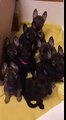 This adorable pack of 7 week old German Shepherd puppies tilting their heads is the cutest thing EVER