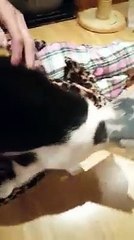 2 chatons sont retrouvés coloriés au feutre indélébile