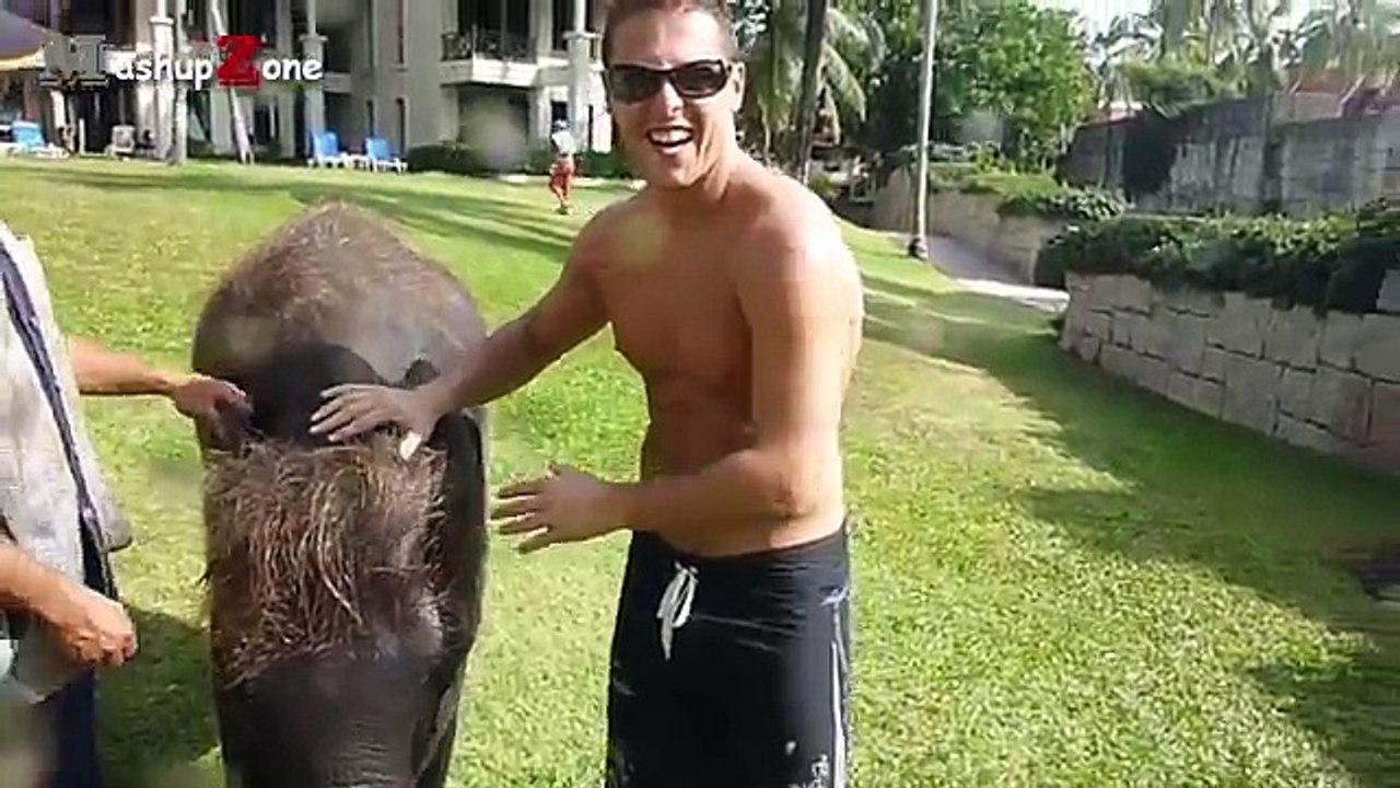 ---Cute Baby Elephant - A Cute And Funny Baby Elephant Videos Compilation