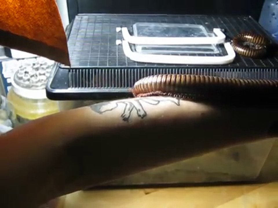 Un mille-pattes géant marche sur un bras d'homme