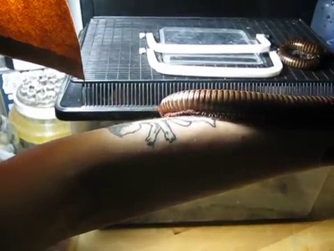 Un mille-pattes géant marche sur un bras d'homme