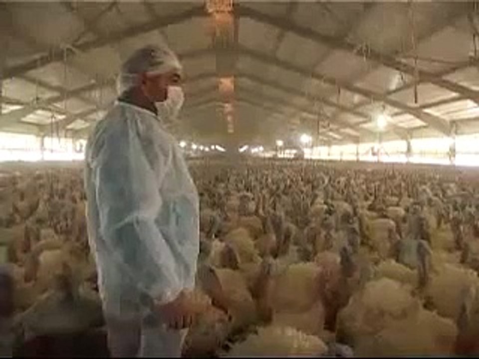 Un discours devant des milliers de dindes qui réagissent ! - The Turkey Dictator