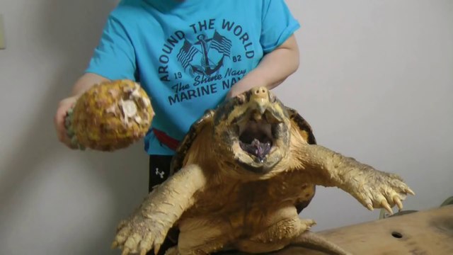 Une tortue alligator écrase un Ananas d'un coup de machoire !
