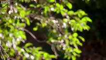Araña de corteza de darwin