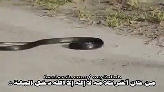 How to Die A Snake - Amazing Videos - Tubeinto.com