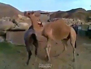 Réaction d'un cheval qui retrouve un ancien ami
