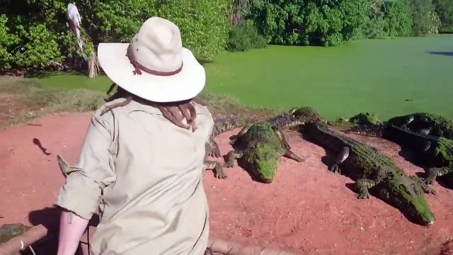 Un crocodile arrache la patte d'un de ses congénères