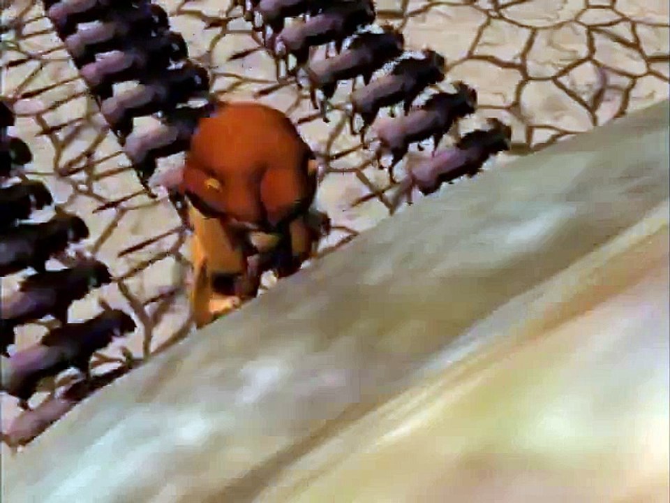 Le Roi Lion en 3D (2013)