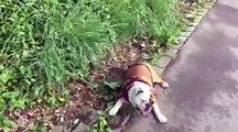 Juju le bulldog anglais fou de roulade qui attendrit les internautes du monde entier