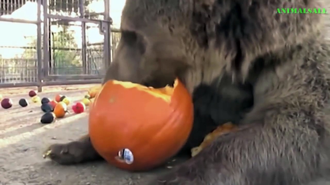 AMAZING Baboons Save Deer From Leopard - Hyena Help Deer, Bear Saves Crow (720p)