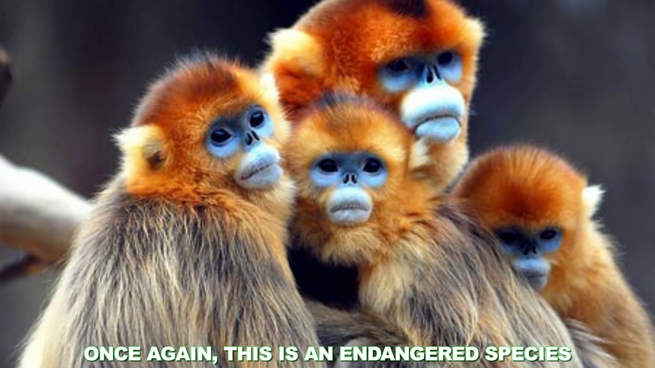 10 Unbelievable Creatures With CRAZY Face (1080p)