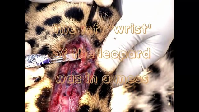 AMAZING Porcupine Kills Python and Leopard - Porcupine vs ( Lion, Anaconda, Bear, Turtle, Dog ) (720p)