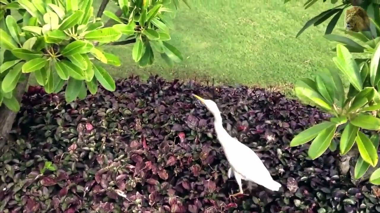 ANGRY BIRD Attacks Tiger, Snake, Lizard, Man - Amazing animal attack (720p)